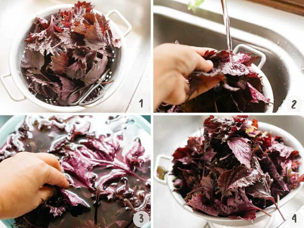 4 photo collage showing trimming and washing red perilla leaves