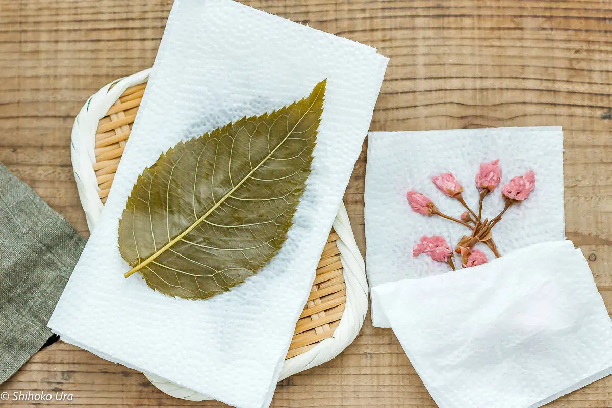 pickled cherry blossom leaf on kitchen paper towel and sakura cherry blossom buds are also on paper towel