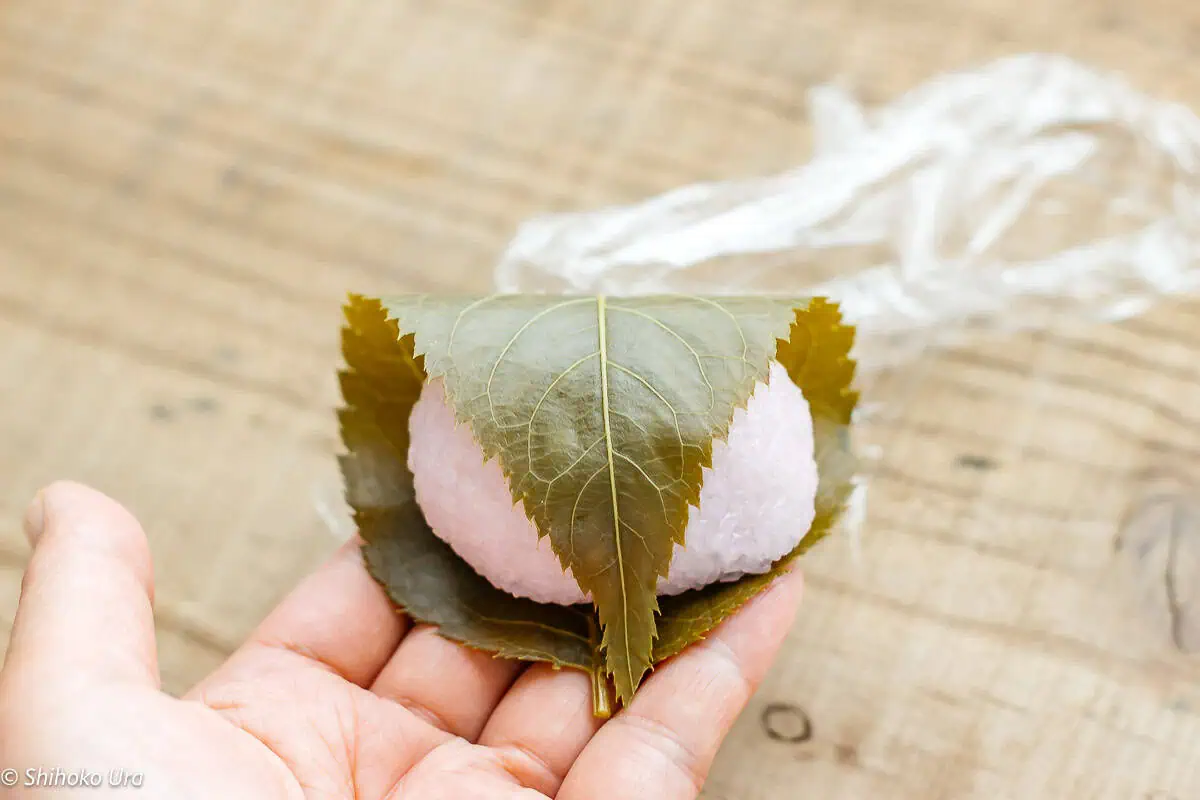 pickled cherry blosson leaf wrapped domyojiko mochi ball on a hand